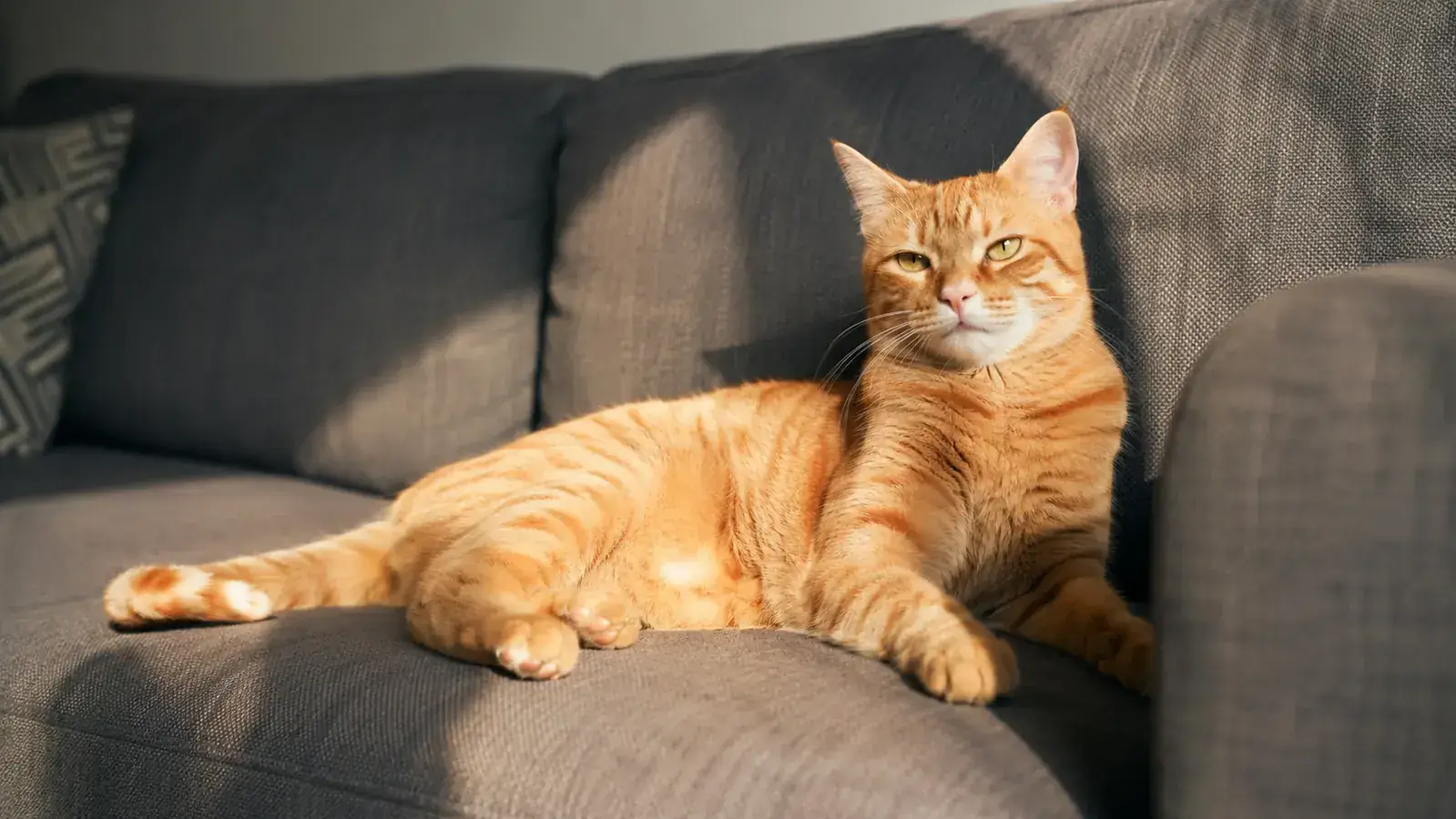 Cat resting comfortably on a couch looking healthy and relaxed