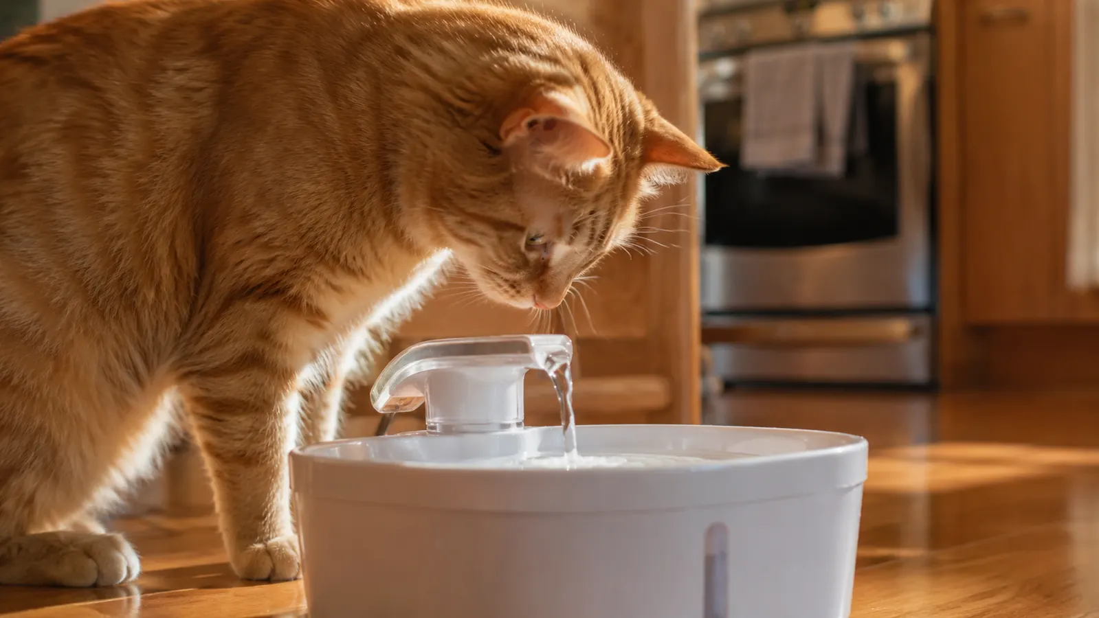 My Vet Said My Cat Was Chronically Dehydrated. A Pet Fountain Fixed It.