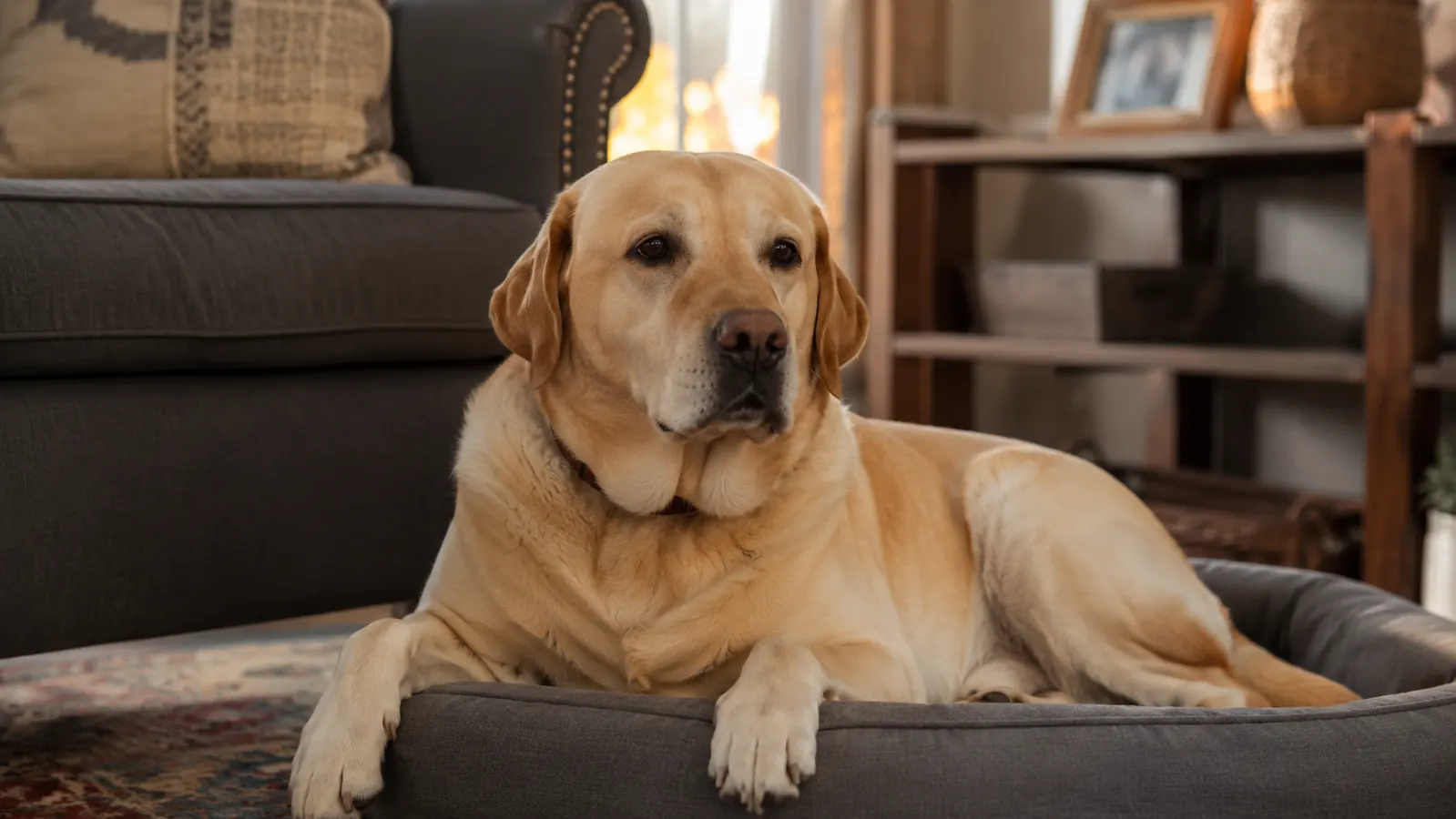 Lab dog resting calmly on a dog bed after eating, belly relaxed and content