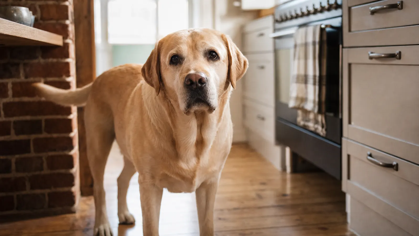 My Dog Kept Bloating After Every Meal. A $10 Bowl Fixed It.
