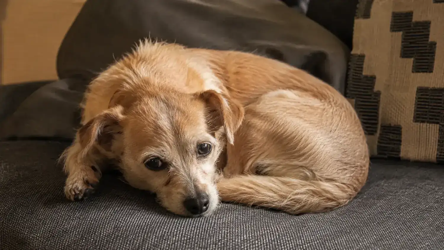 Dog resting peacefully on a couch after a grooming session
