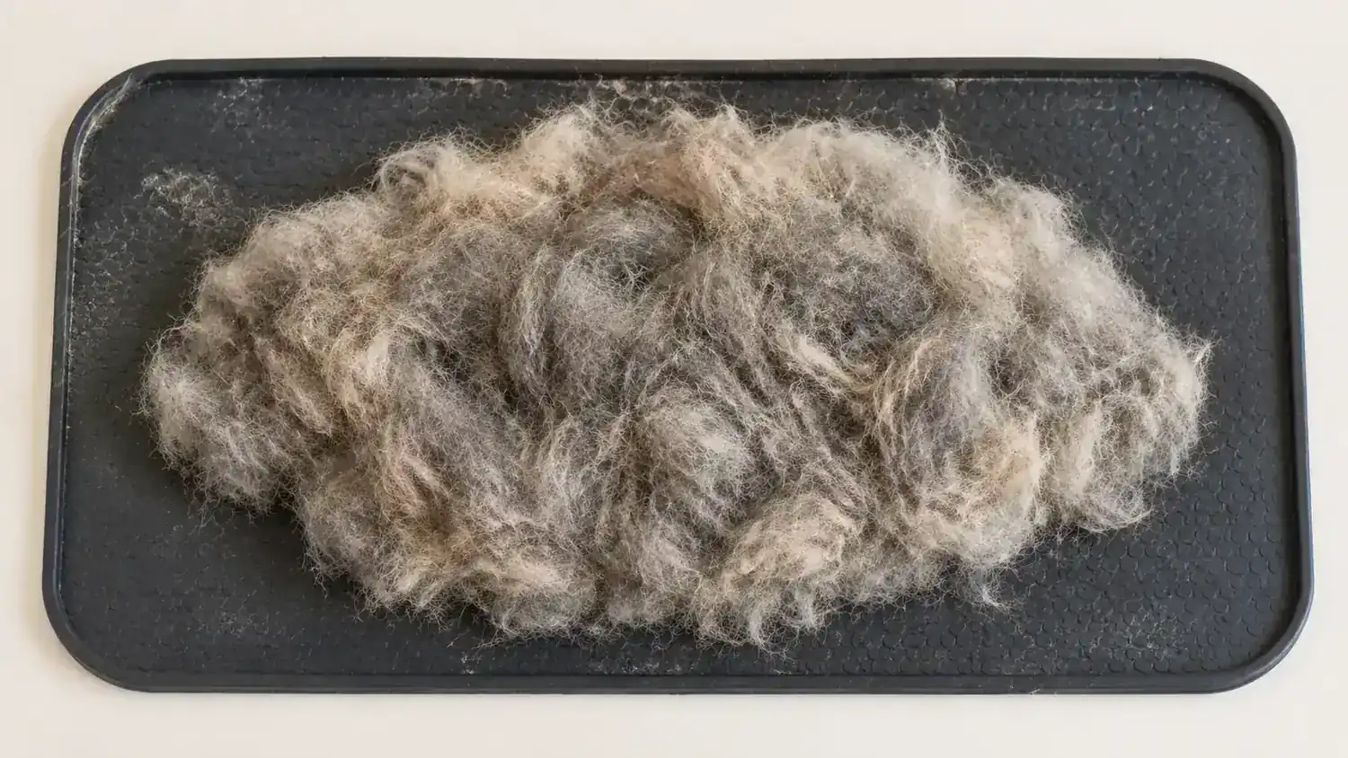 A clump of dense undercoat fur on a brushing mat after one grooming session with the Maxpower rake